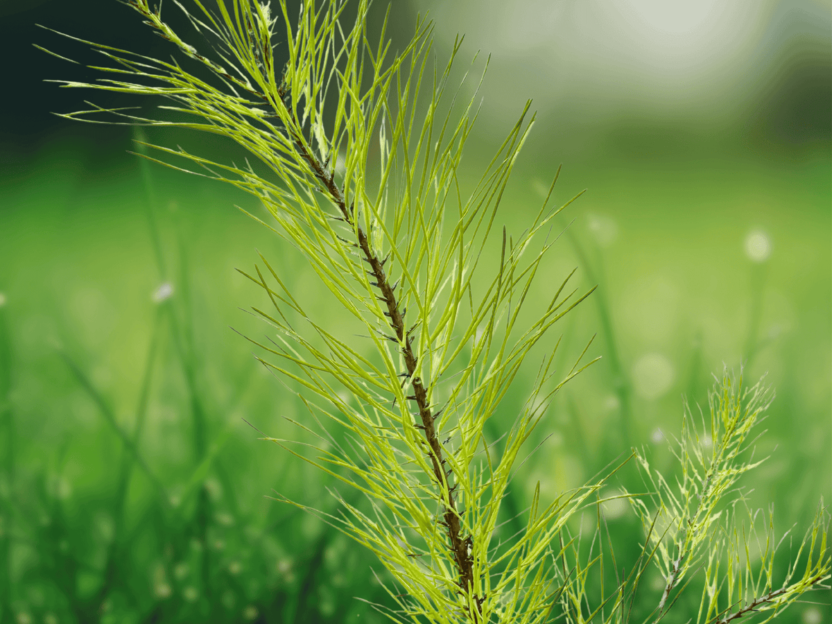 5 Seeds Pinus elliottii Slash Pine Evergreen Conifer