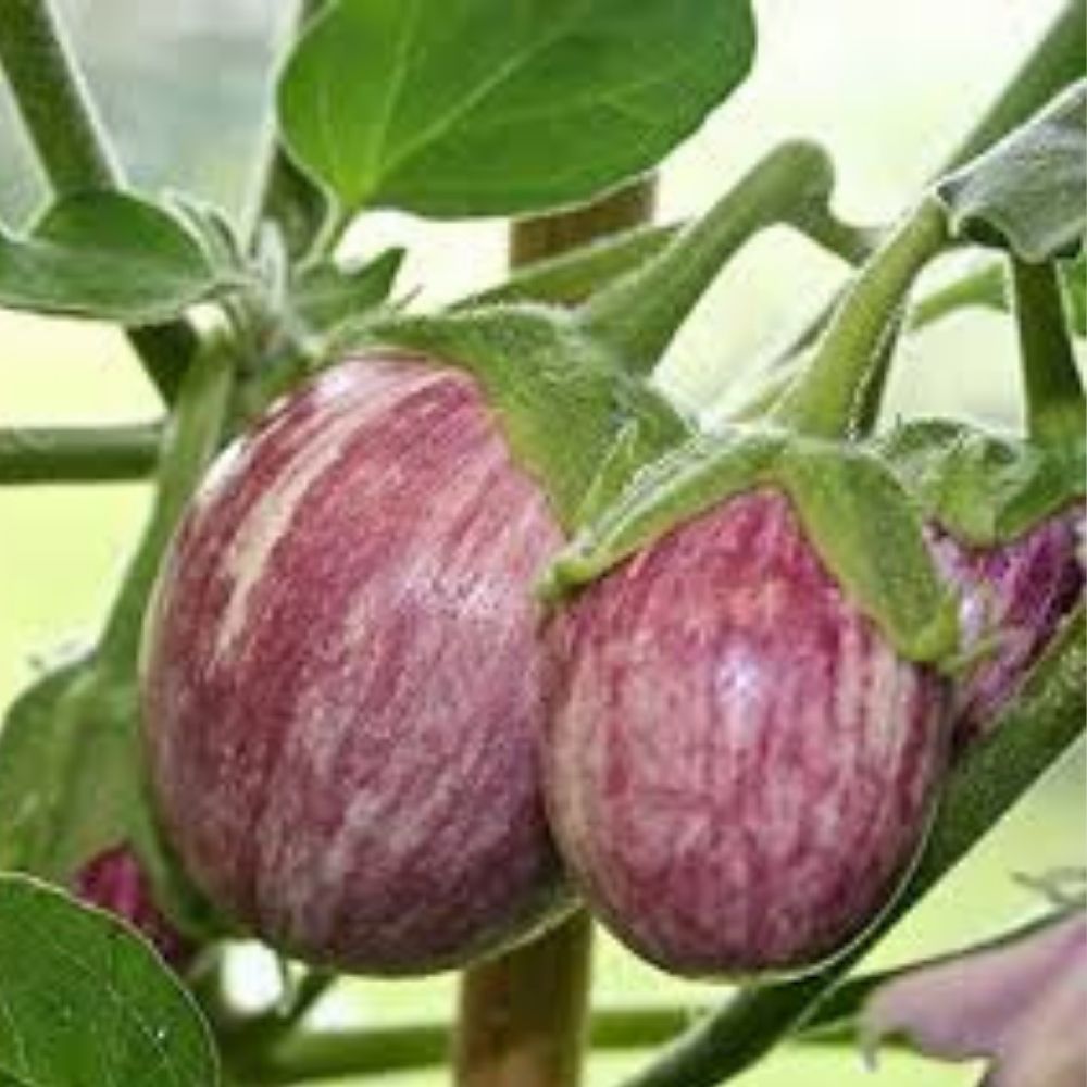 Organic Patio Pinstripe Eggplant Seeds 50 Count Non-GMO USA Grown Solanum melongena Home Garden