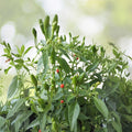 Wild Chile Pequin Seeds - 25+ Count - Chiltepin, Chile del Monte, Mountain Chili - Capsicum annuum Seeds