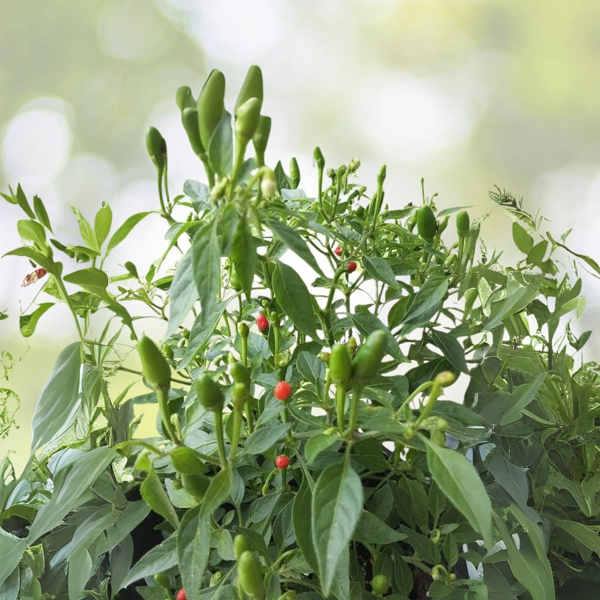Wild Chile Pequin Seeds - 25+ Count - Chiltepin, Chile del Monte, Mountain Chili - Capsicum annuum Seeds