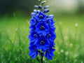 50 Seeds Delphinium Blue Buccaneer Tall Spikes Deep Blue Blooms Perennial Cottage Garden Cut Flower