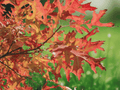 3 Bare Root Plants Pin Oak Quercus palustris Starter Trees