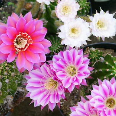 Echinobivia Rainbow Bursts