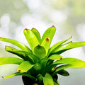 Vriesea Bon Fire Plant - 6" Tropical Bromeliad - Unique Red Leaves - Vriesea spp. - Exotic Houseplant for Indoor Decor