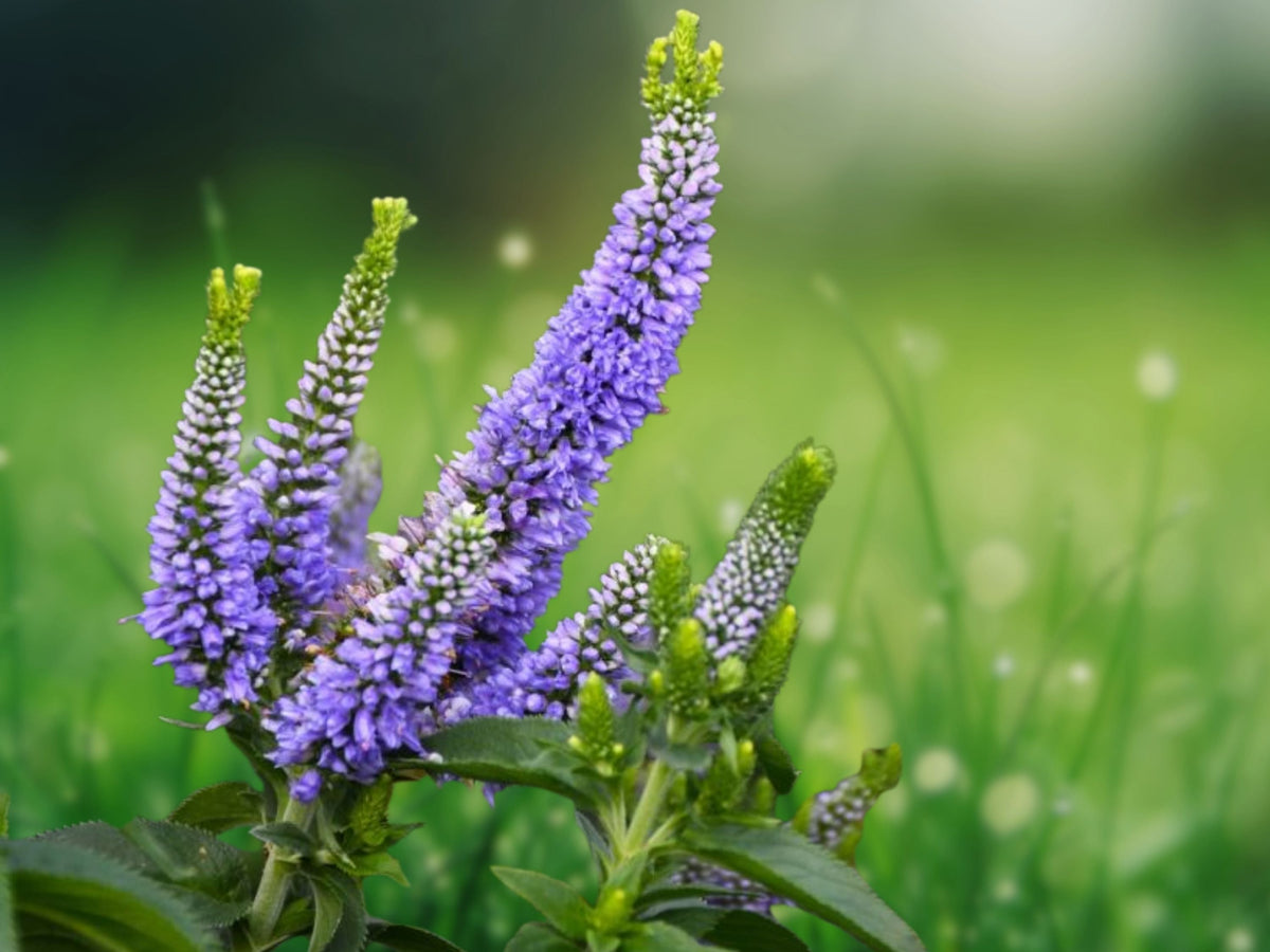 100 Seeds Purple Veronica Spicata Spiked Speedwell Perennial Flower Pollinator Friendly Easy Grow Garden Border Cottage Plant