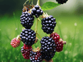 3 Starter Plug Thornless Blackberry Plants Triple Crown Rubus fruticosus Live Plants