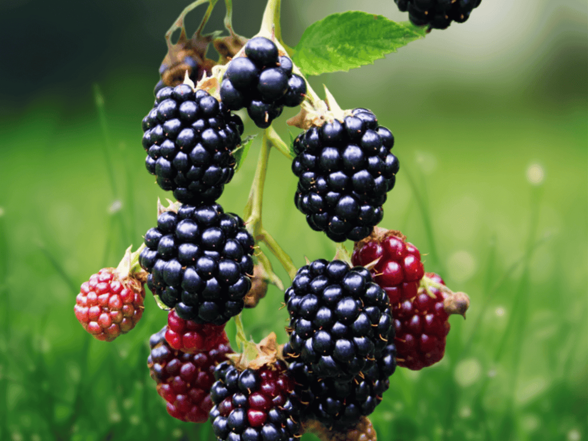 3 Starter Plug Thornless Blackberry Plants Triple Crown Rubus fruticosus Live Plants