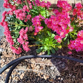 Pinkie Lewisia Seeds Non-GMO Flower Seeds 35 or 100 Count Lewisia cotyledon Pink Garden Plant