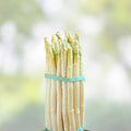 White Asparagus Seeds 100 Count for Planting, Rare Garden Vegetable, Asparagus officinalis