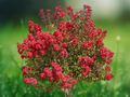 5 Red Crape Myrtle Live Plants 12 in Tall Starter Shrub Bare Root