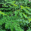 Fresh Moringa Seeds - 20 Pack | Drumstick Tree | Easy to Grow | Nutrient-Rich Leaves | Moringa Oleifera