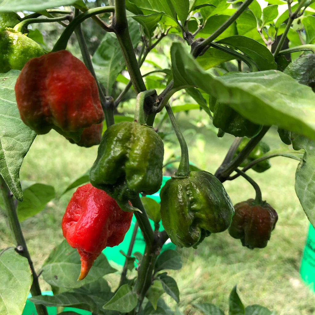 Dragon's Breath Chili Pepper Seeds
