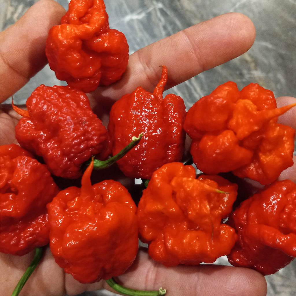 Dragon's Breath Chili Pepper Seeds