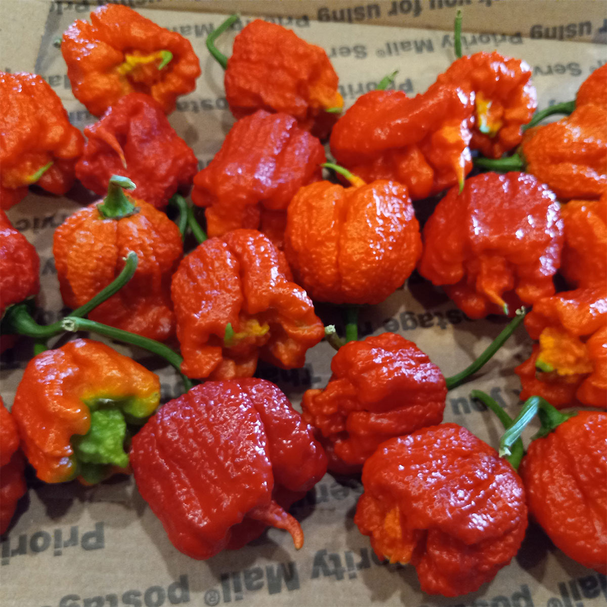 Dragon's Breath Chili Pepper Seeds