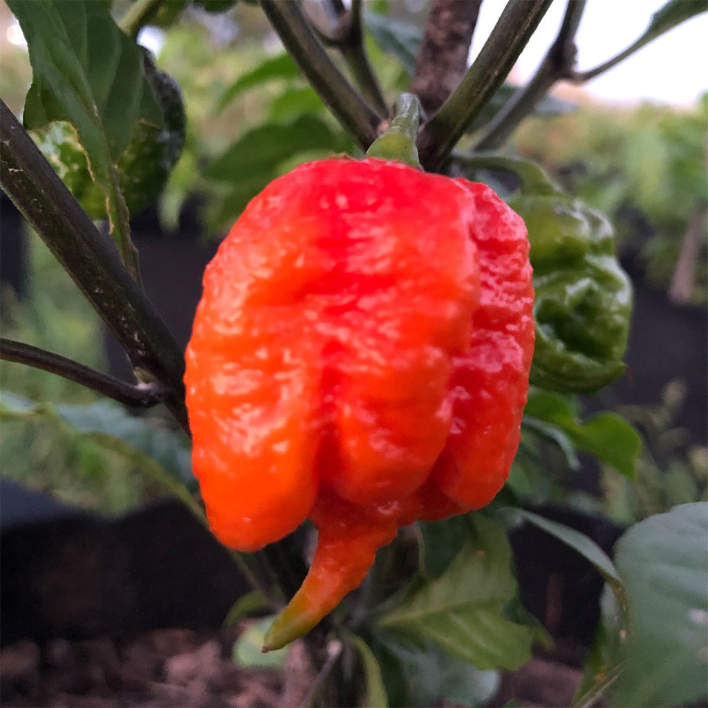 Dragon's Breath Chili Pepper Seeds