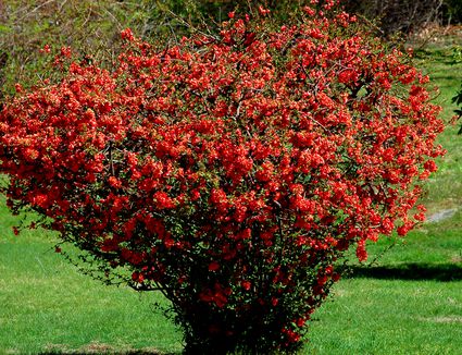 Flowering Quince 'Red Dragons Blood'