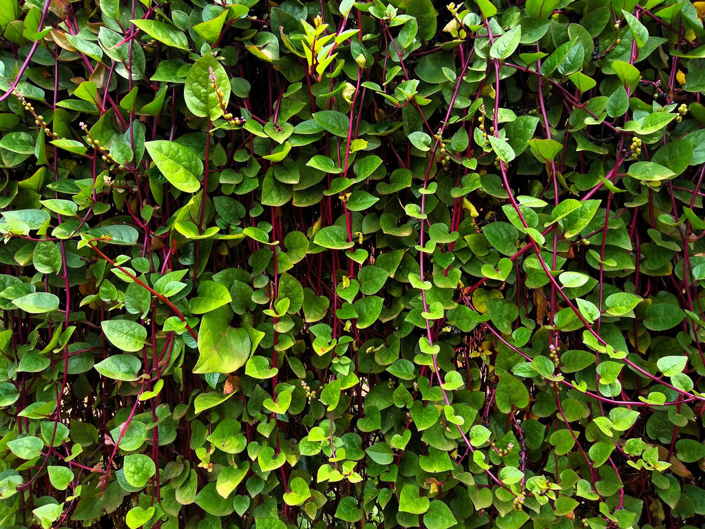 50 RED Stem MALABAR SPINACH Red Vine Ceylon Basella Alba Rubra Vegetable Seeds