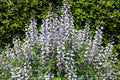 50 WHITE WILD INDIGO Baptisia Alba Usa Native Pollinator Flower Seeds