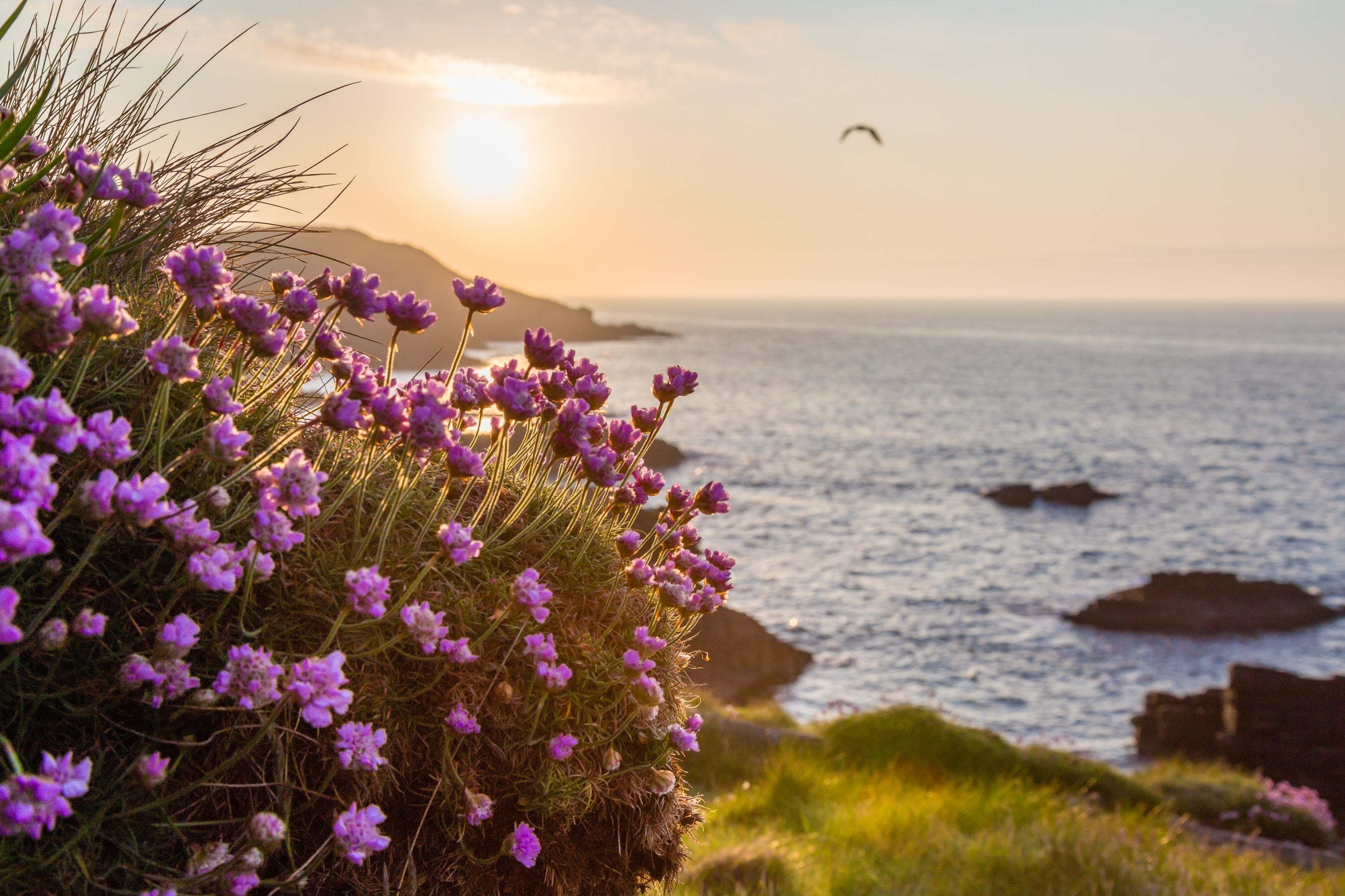 50 SEA THRIFT Armeria Maritima California Sea Pink Cliff Rose Cushion Pink Lavender Native Maritime Flower Seeds