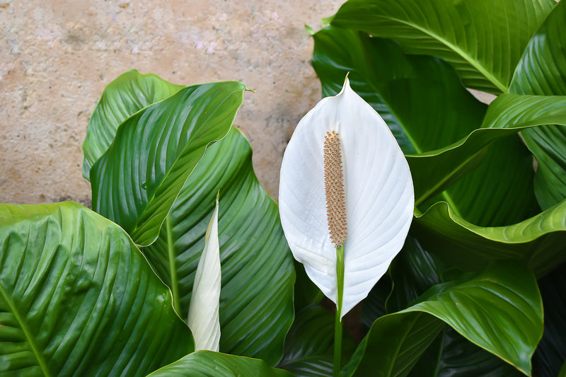 10 PEACE LILY Spathiphyllum Wallisii Houseplant White Sails / Spathe Flower Seeds