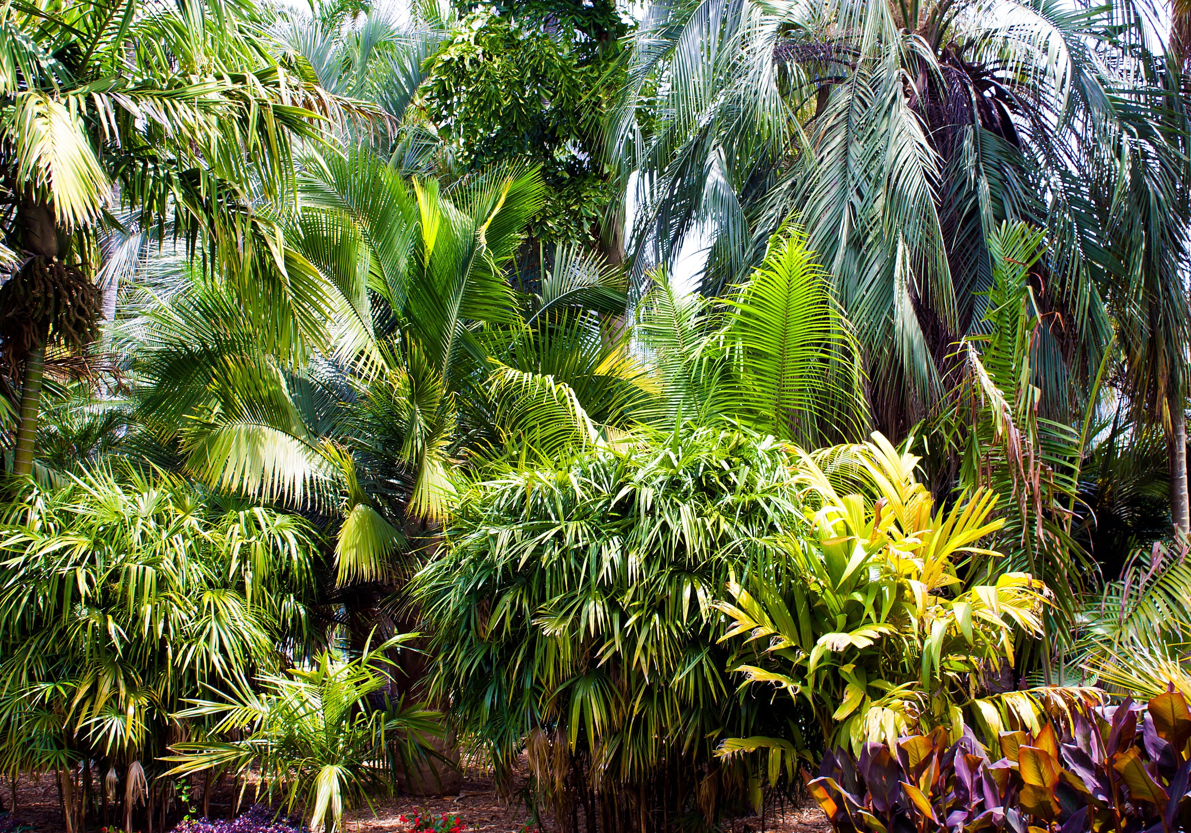 5 BAMBOO PALM Chamaedorea Seifrizii Reed or Parlor Palm Tree Sun Shade Houseplant Seeds
