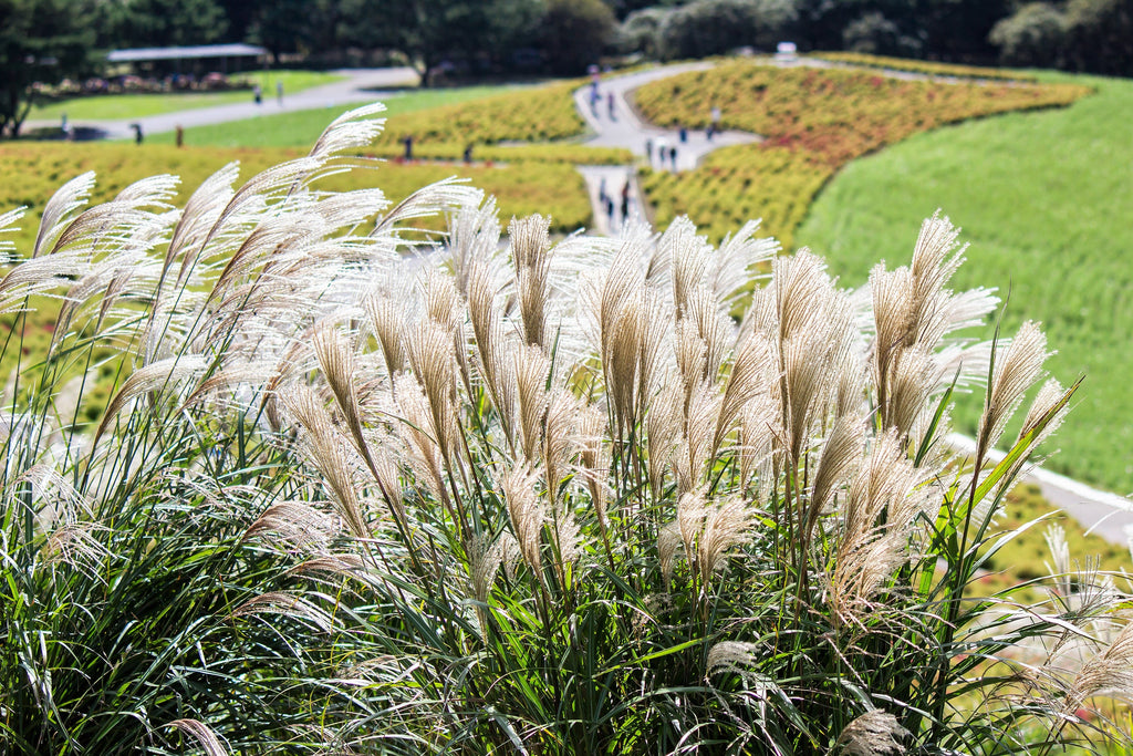 10 SILVER MAIDEN GRASS Miscanthus Sinensis Japanese Pampas Perennial Flower Seeds