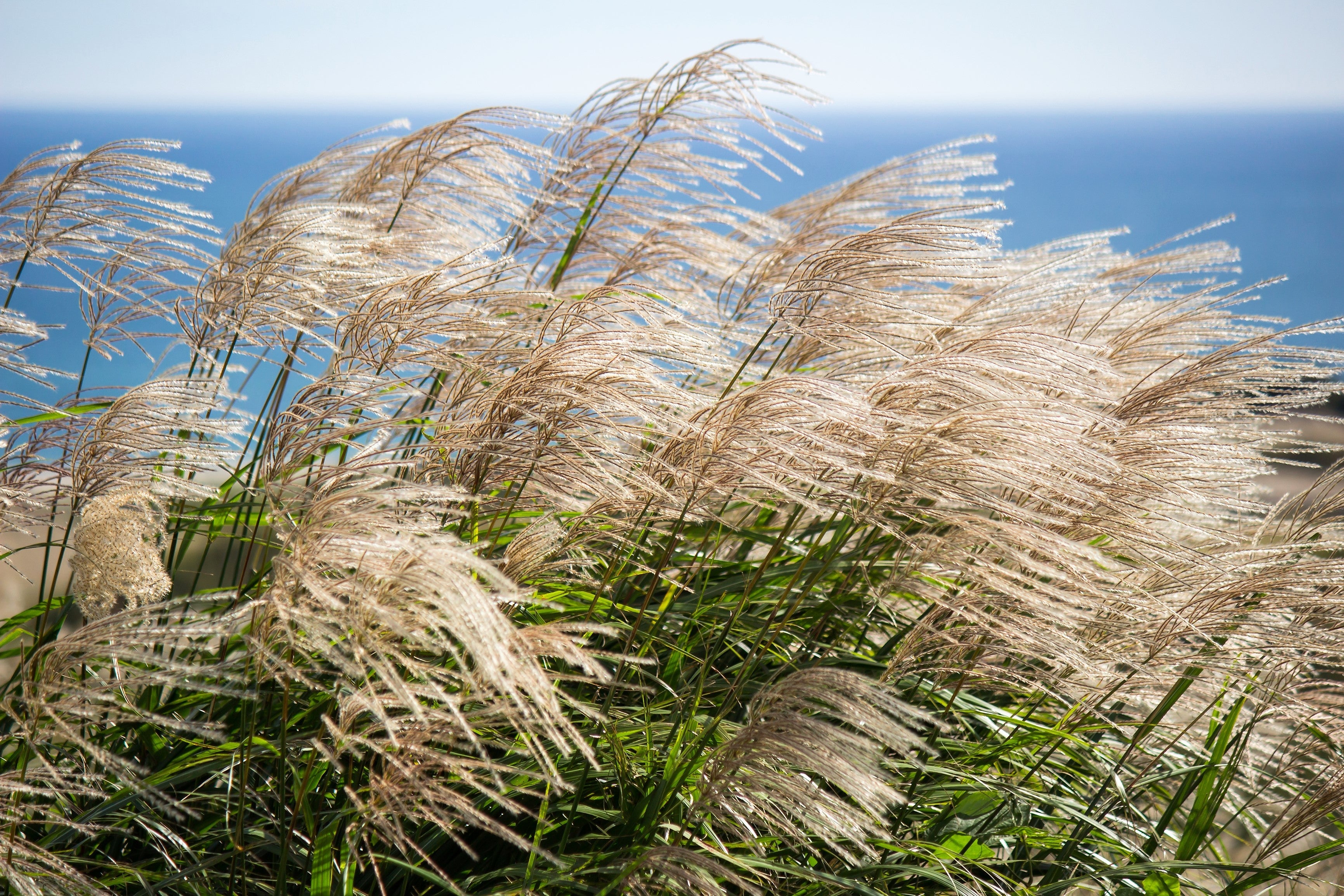 10 SILVER MAIDEN GRASS Miscanthus Sinensis Japanese Pampas Perennial Flower Seeds