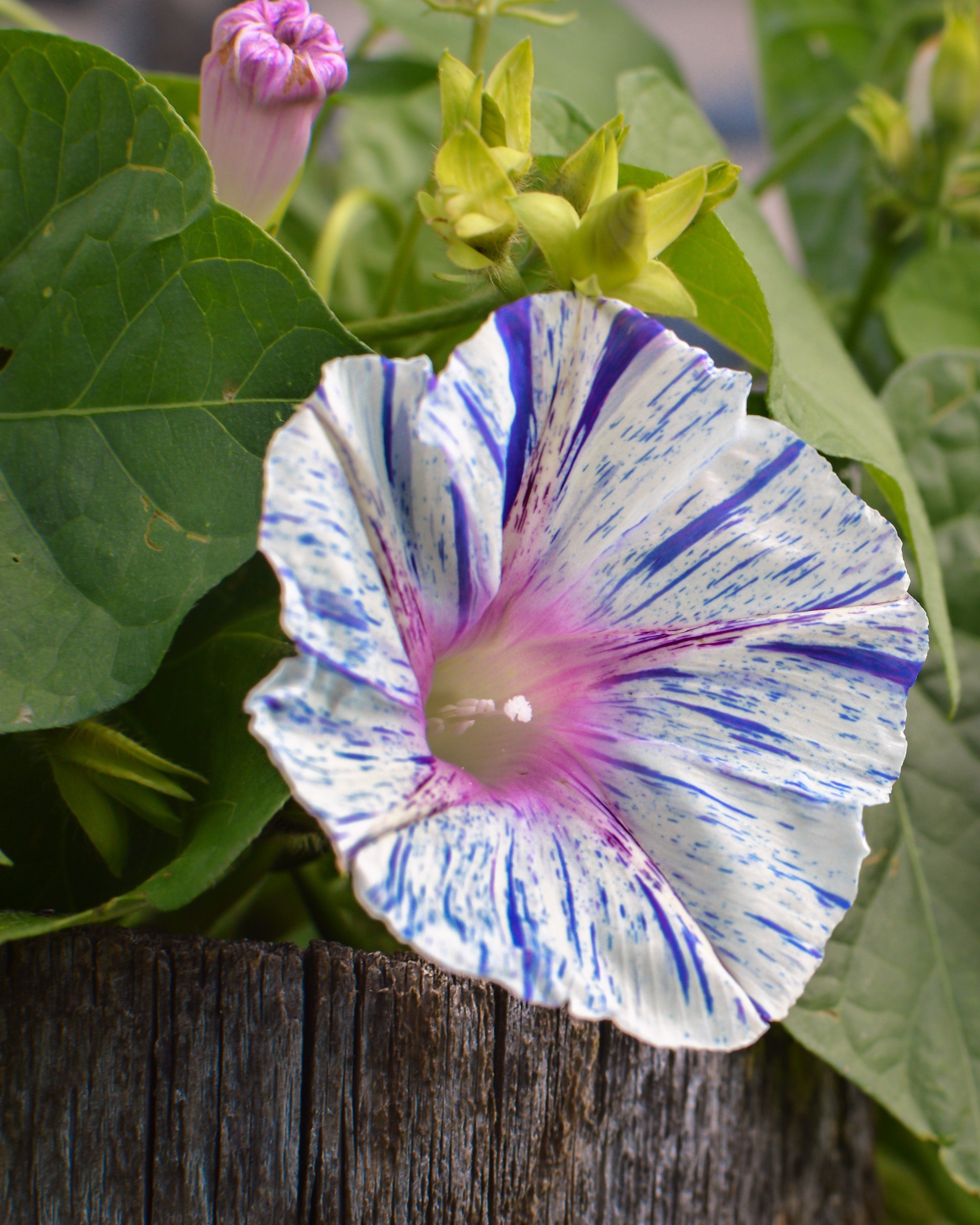 40 CARNEVALE di VENEZIA MORNING GLORY Pink & Purple with White Stripes Ipomoea Purpurea Flower Vine Seeds