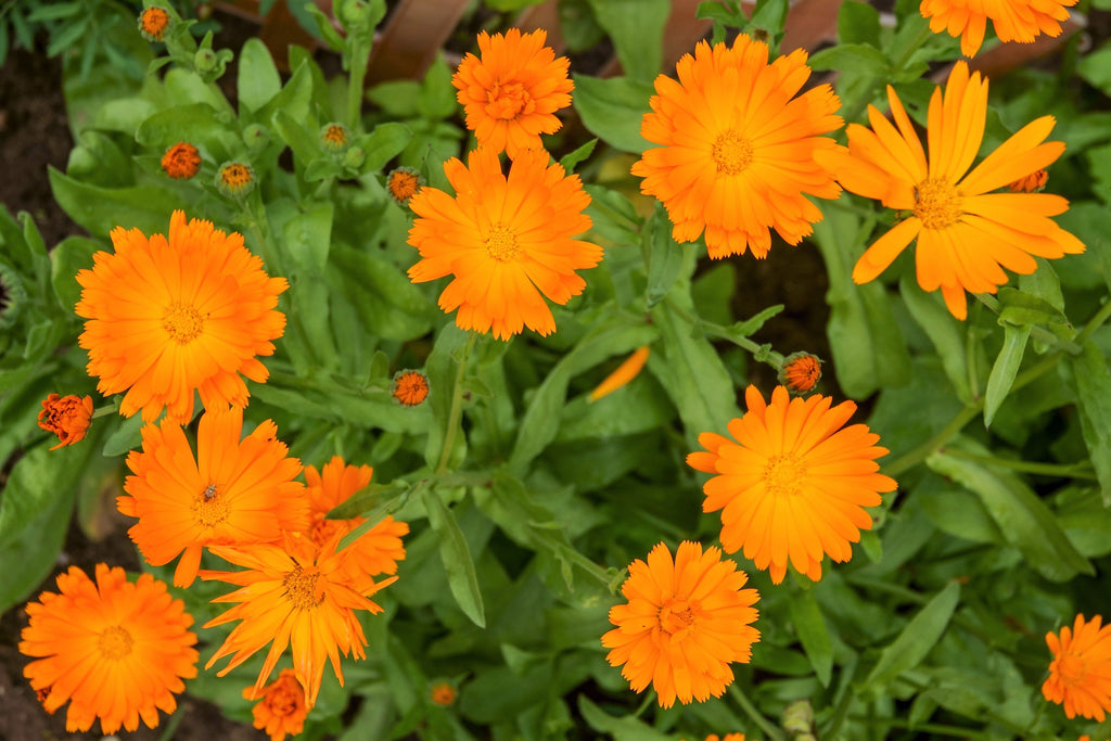100 ORANGE ENGLISH MARIGOLD (Scotch / Pot Marigold) Calendula Officinalis Flower Seeds