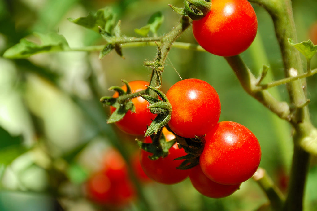 1 Oz Bulk ITALIAN TREE TOMATO 'Trip L Crop' Seeds - 1 Ounce = Approx 9500 Seeds