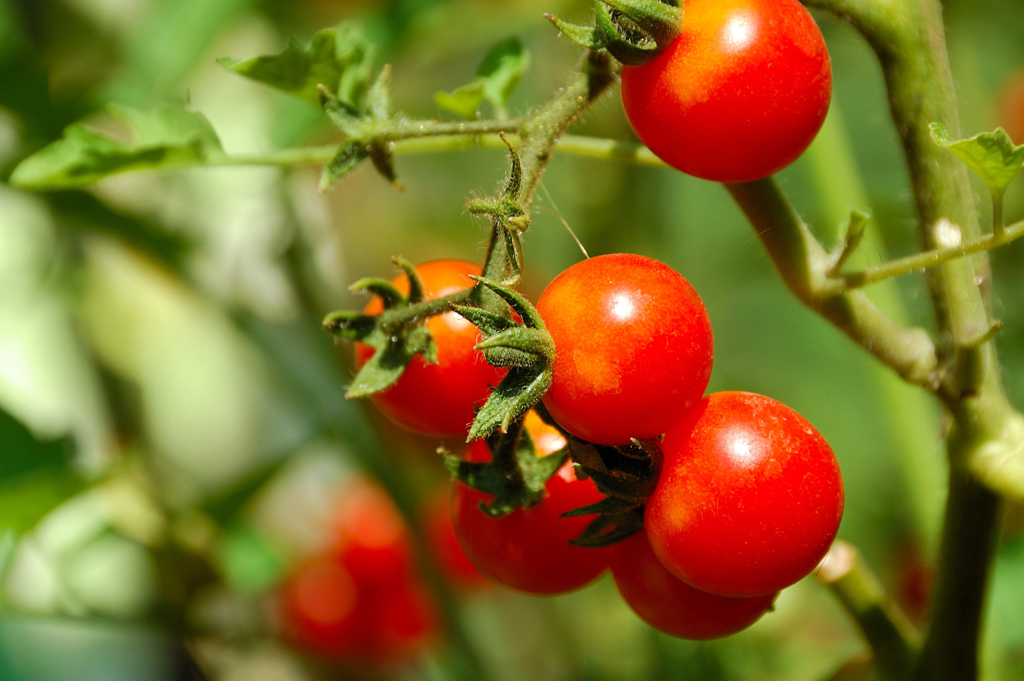 1 Oz Bulk ITALIAN TREE TOMATO 'Trip L Crop' Seeds - 1 Ounce = Approx 9500 Seeds