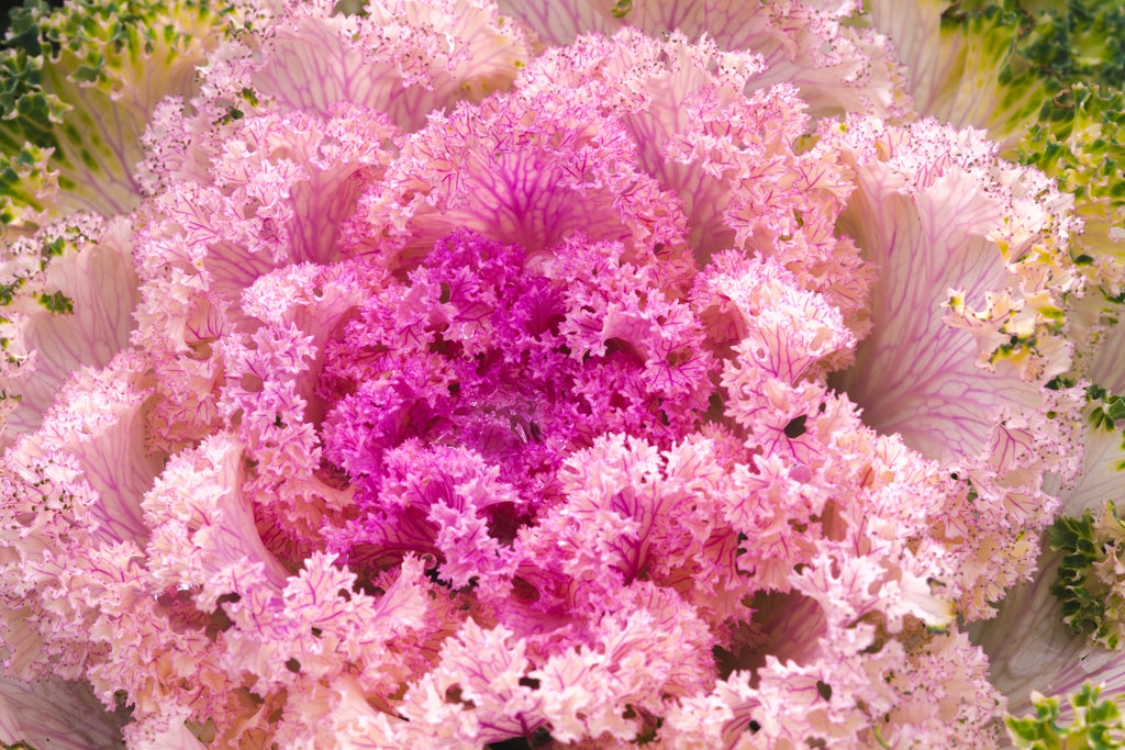 60 ORNAMENTAL KALE MIXED Colors Brassica Oleracea Flower Seeds