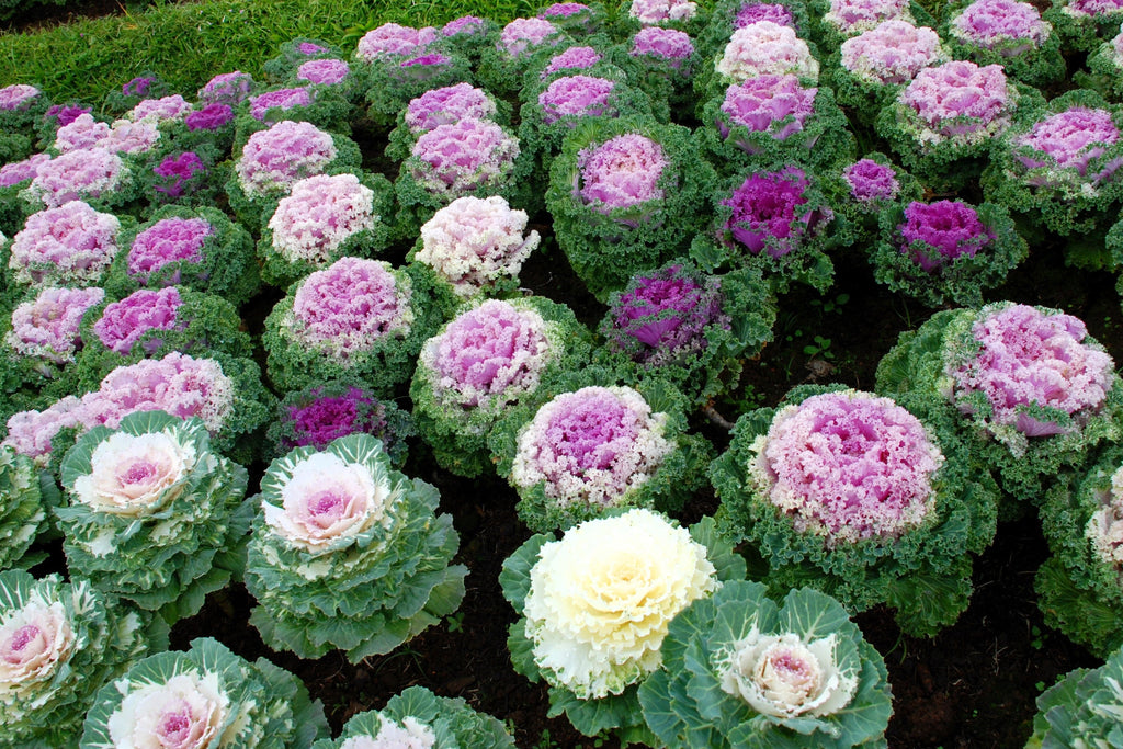 60 ORNAMENTAL KALE MIXED Colors Brassica Oleracea Flower Seeds