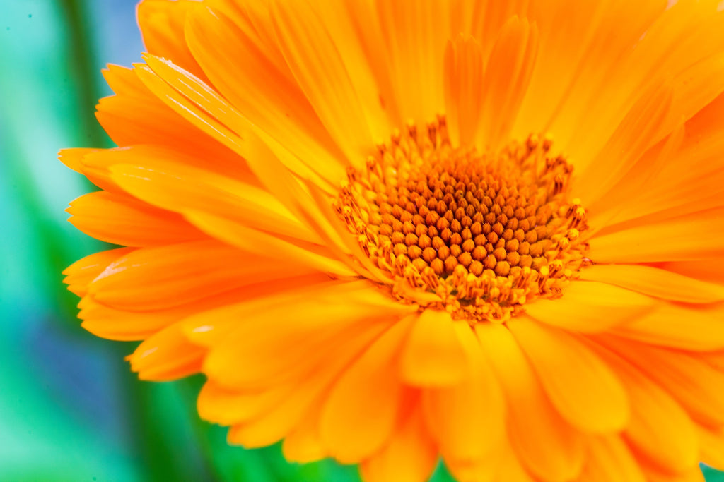 100 ORANGE ENGLISH MARIGOLD (Scotch / Pot Marigold) Calendula Officinalis Flower Seeds