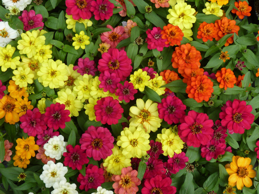 250 ZIN MASTER ZINNIA Mix Elegans Mixed Colors Flower Seeds