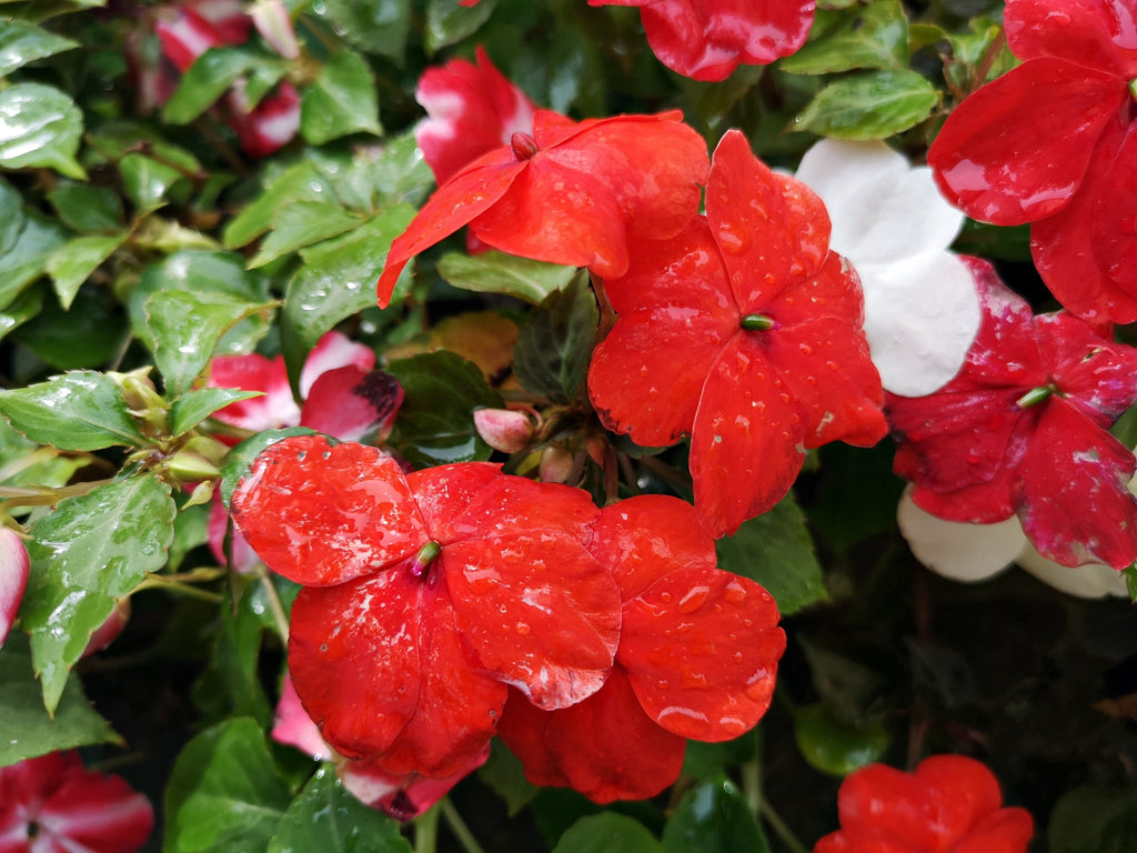 50 DWARF RED IMPATIENS Scarlet Walleriana Part Sun or Full Shade Flower Seeds