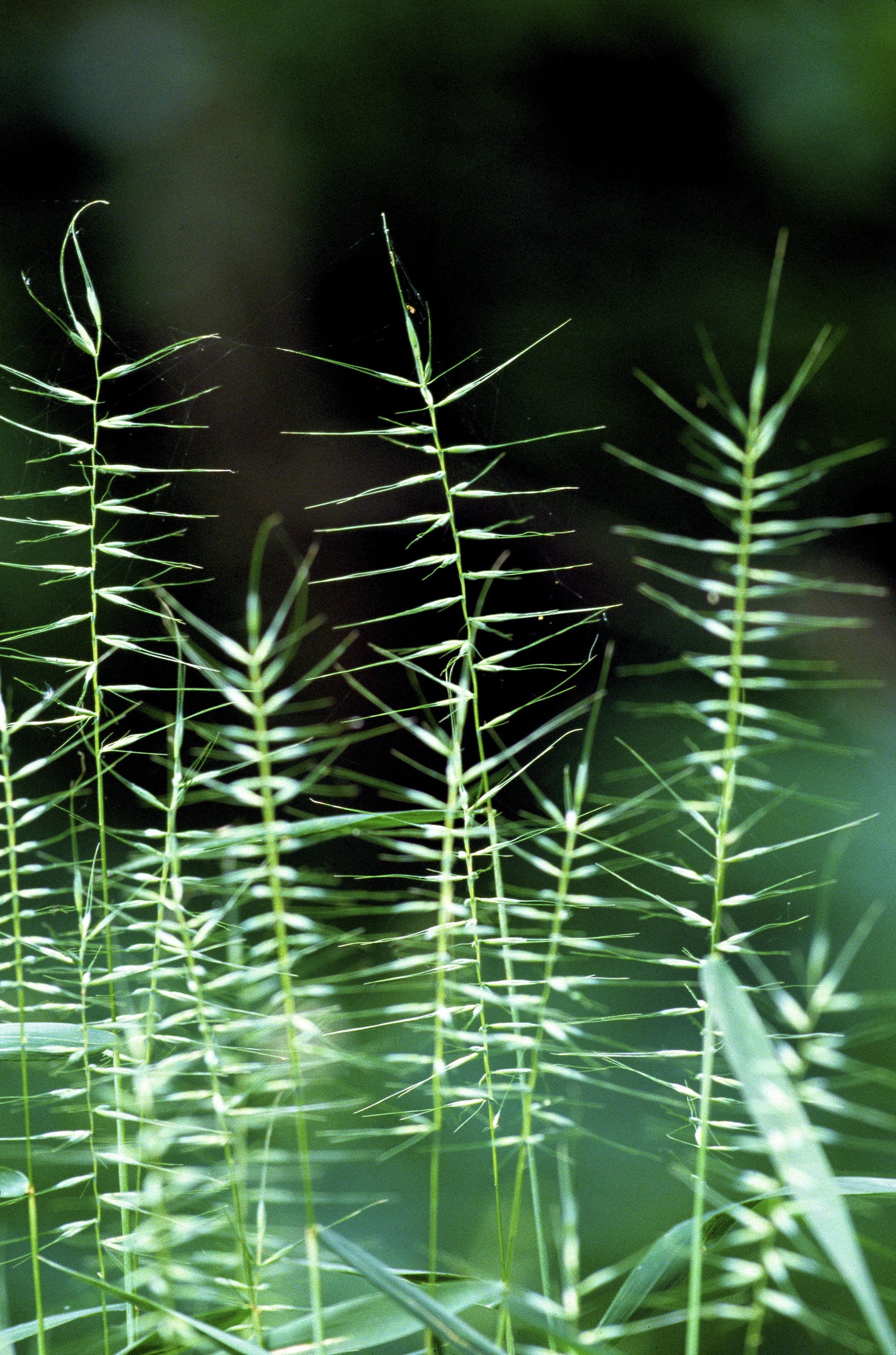 25 BOTTLEBRUSH GRASS Ornamental Shade Elymus Hystrix Patula Seeds
