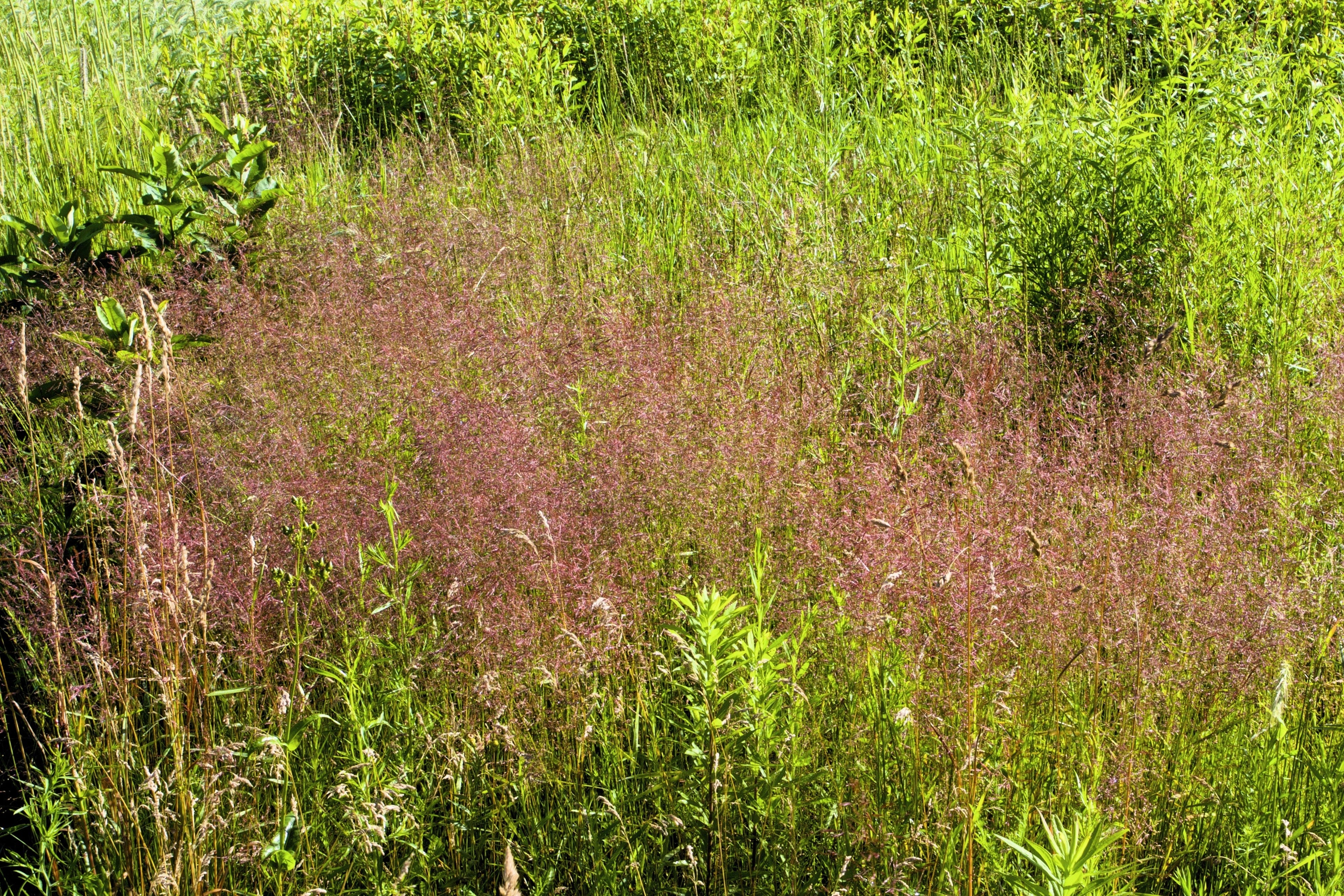 100 PURPLE LOVEGRASS Eragrostis Spectabilis Native Love Grass Flower Seeds