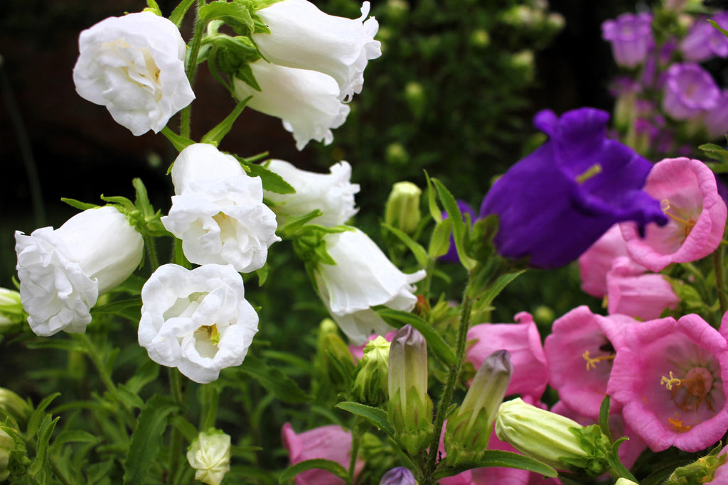 150 Mixed Colors CUP & SAUCER (Canterbury Bells) Campanula Medium Flower Seeds