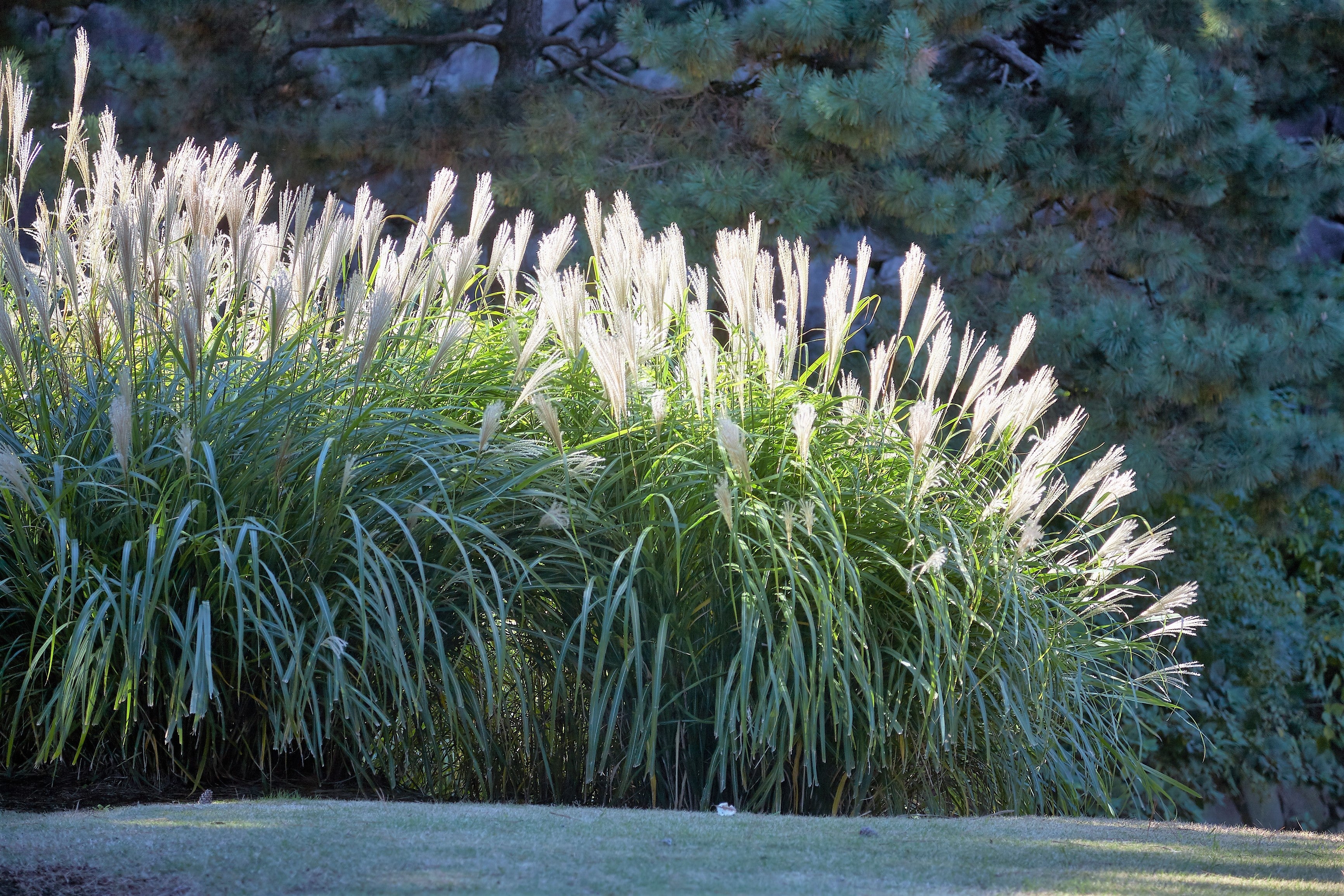 10 SILVER MAIDEN GRASS Miscanthus Sinensis Japanese Pampas Perennial Flower Seeds