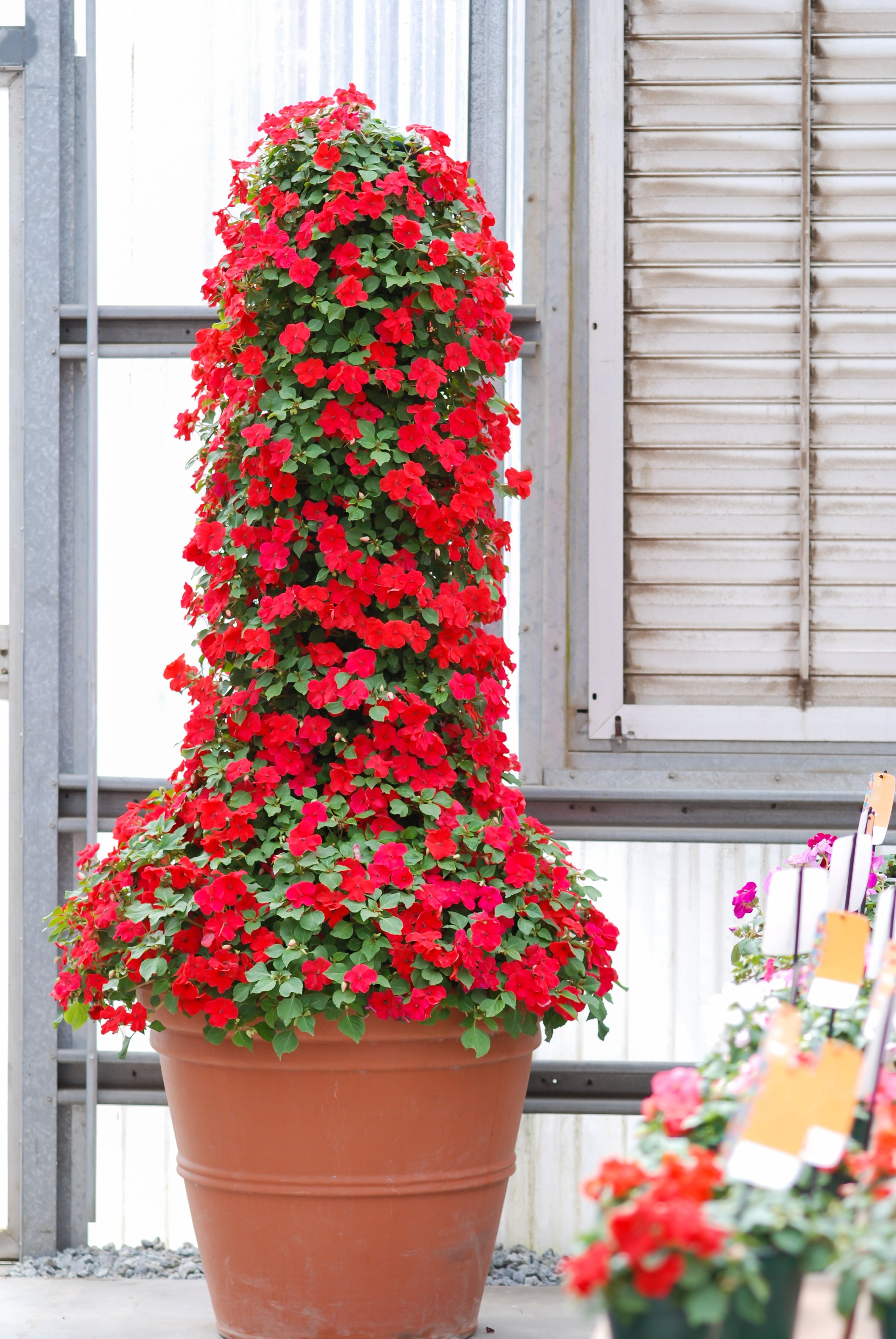 50 DWARF RED IMPATIENS Scarlet Walleriana Part Sun or Full Shade Flower Seeds