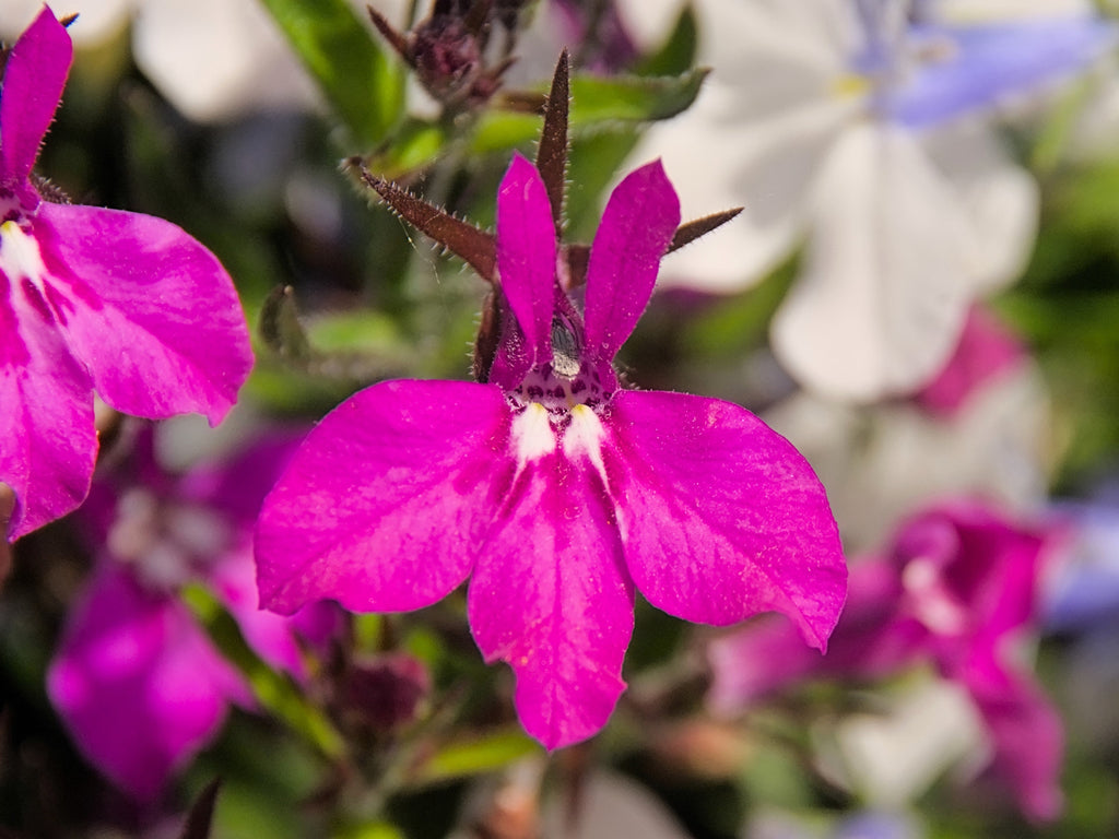 200 MAGENTA PINK LOBELIA Regatta Lobelia Erinus Flower Seeds