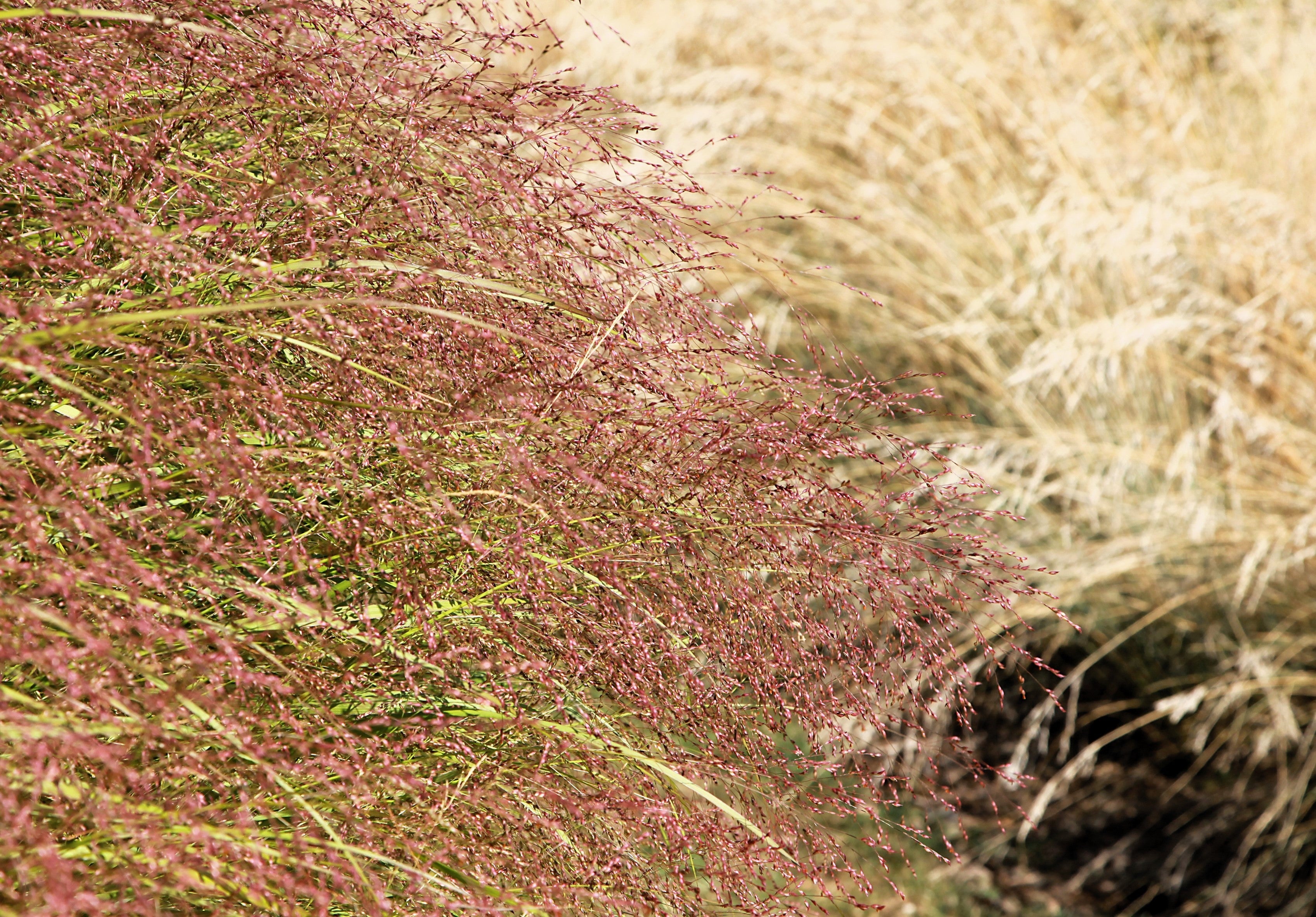 100 PURPLE LOVEGRASS Eragrostis Spectabilis Native Love Grass Flower Seeds