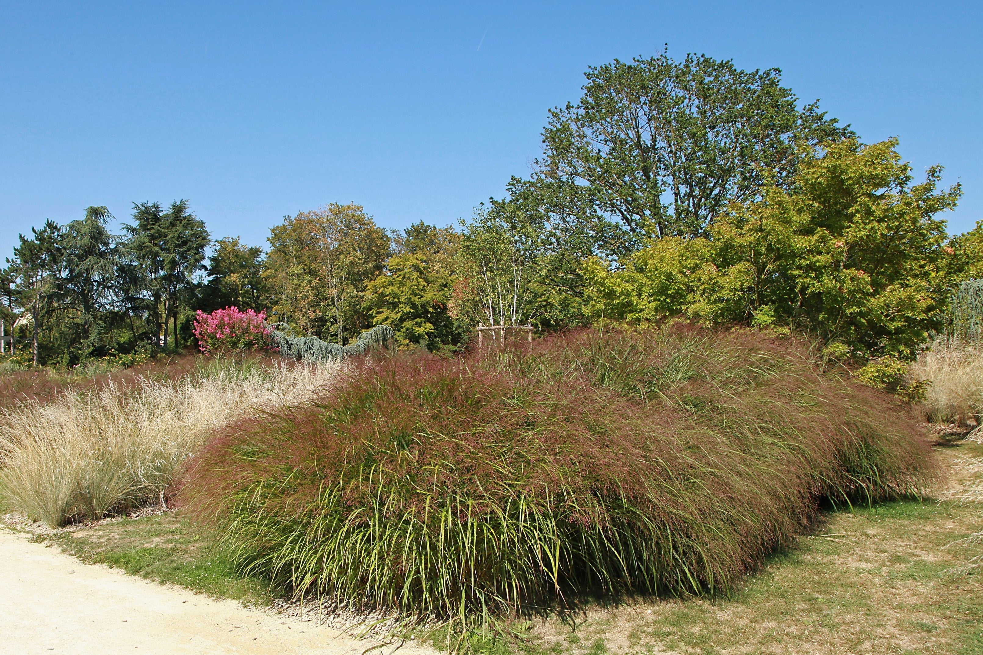 100 RUBY SILK LOVEGRASS Ornamental Love Grass Eragrostis Tef Seeds