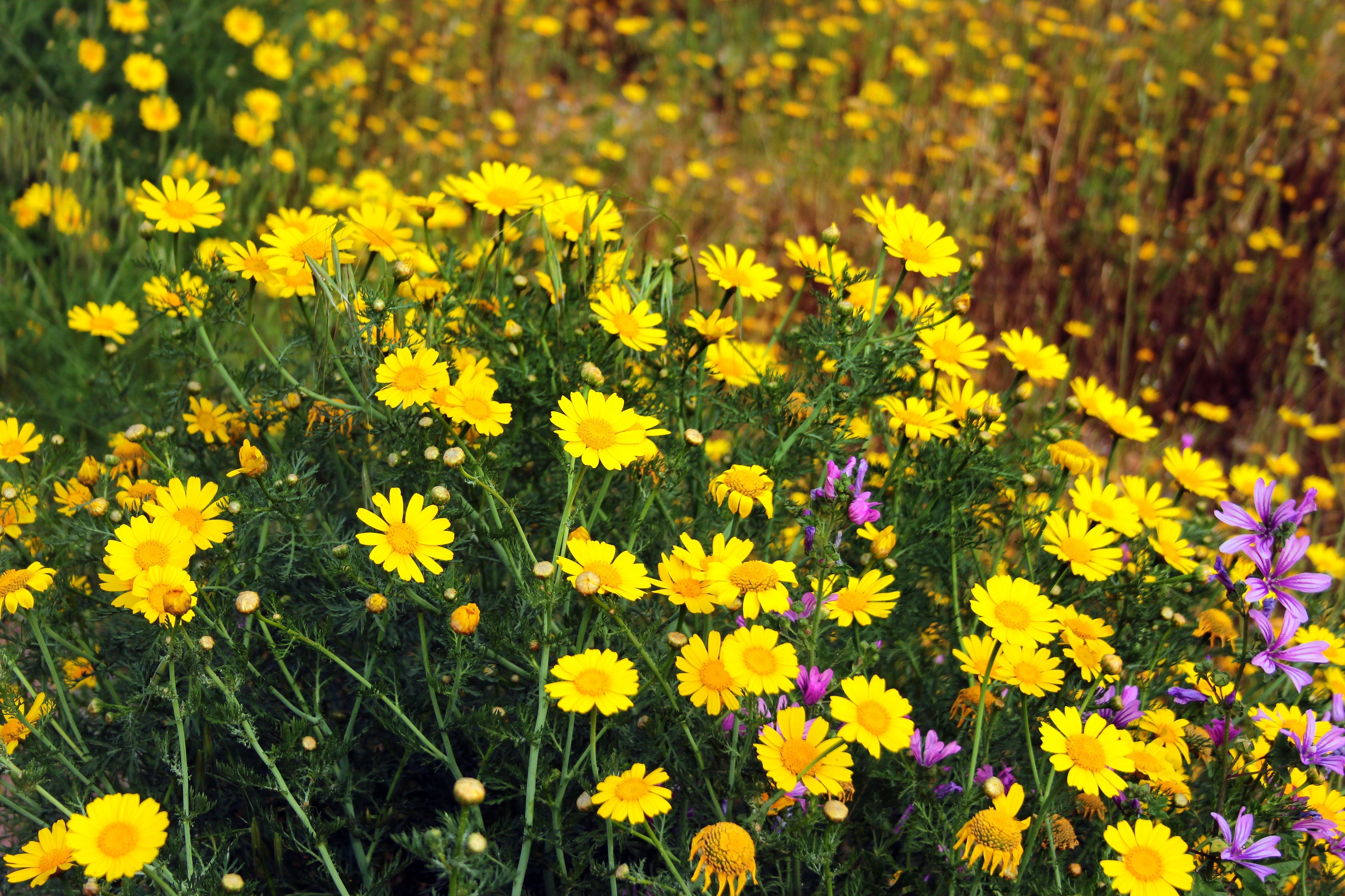 500 YELLOW CHRYSANTHEMUM Flower Seeds