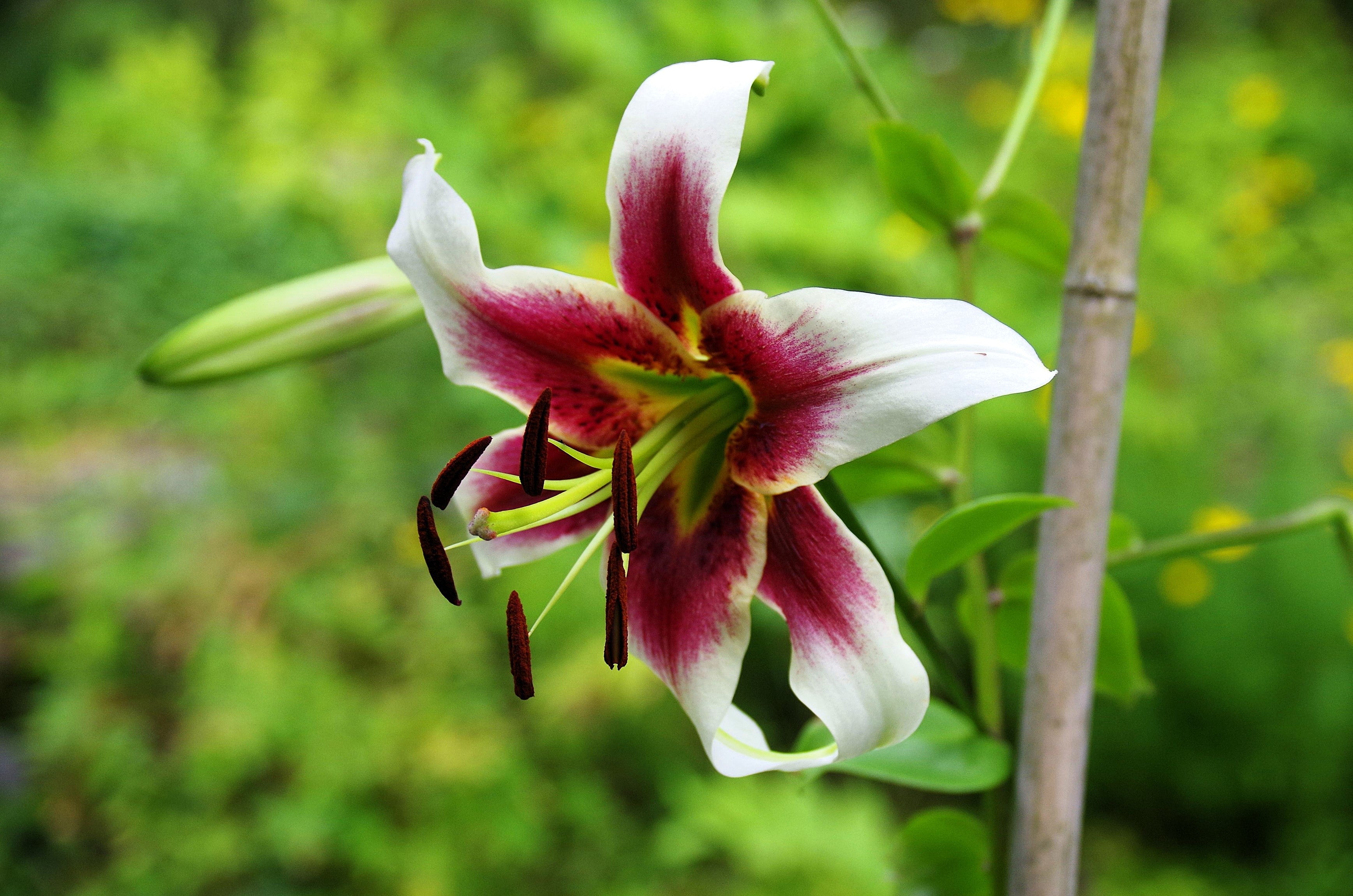 5 NEPAL LILY Green & Maroon Lilium Nepalense Fragrant Flower Seeds