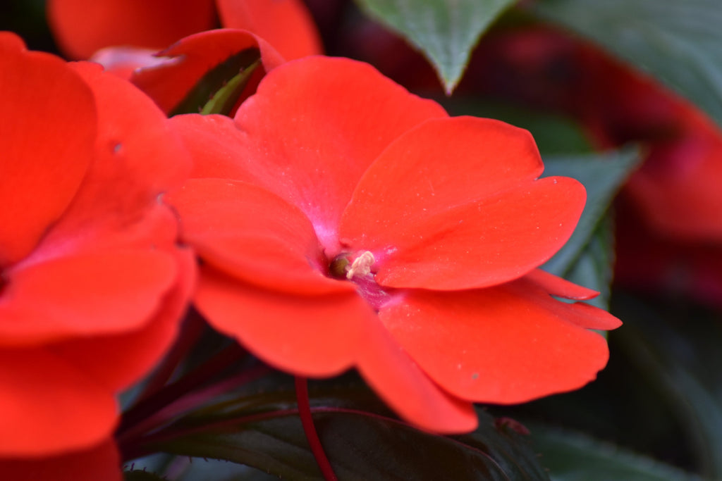50 DWARF RED IMPATIENS Scarlet Walleriana Part Sun or Full Shade Flower Seeds
