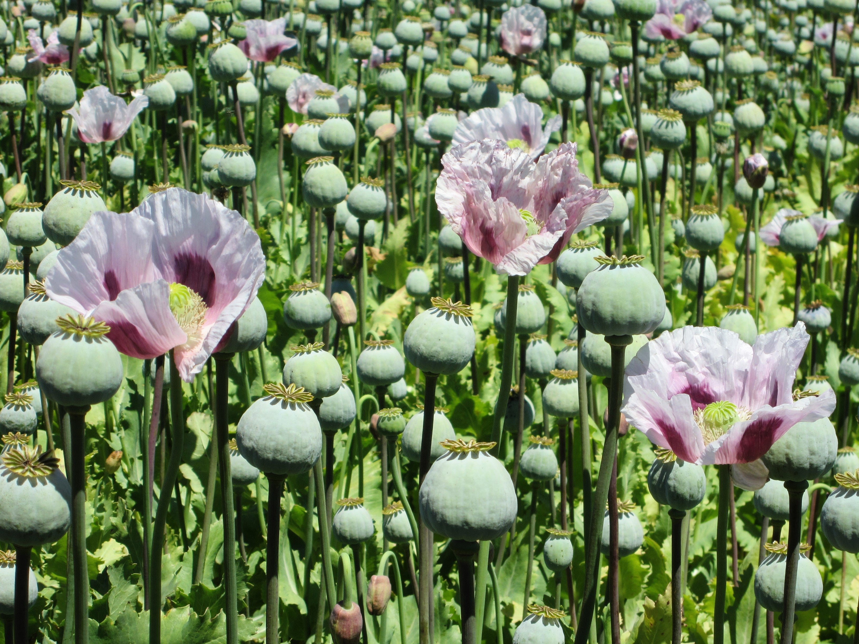 350 TASMANIAN Purple & White POPPY Papaver Somniferum Flower Seeds