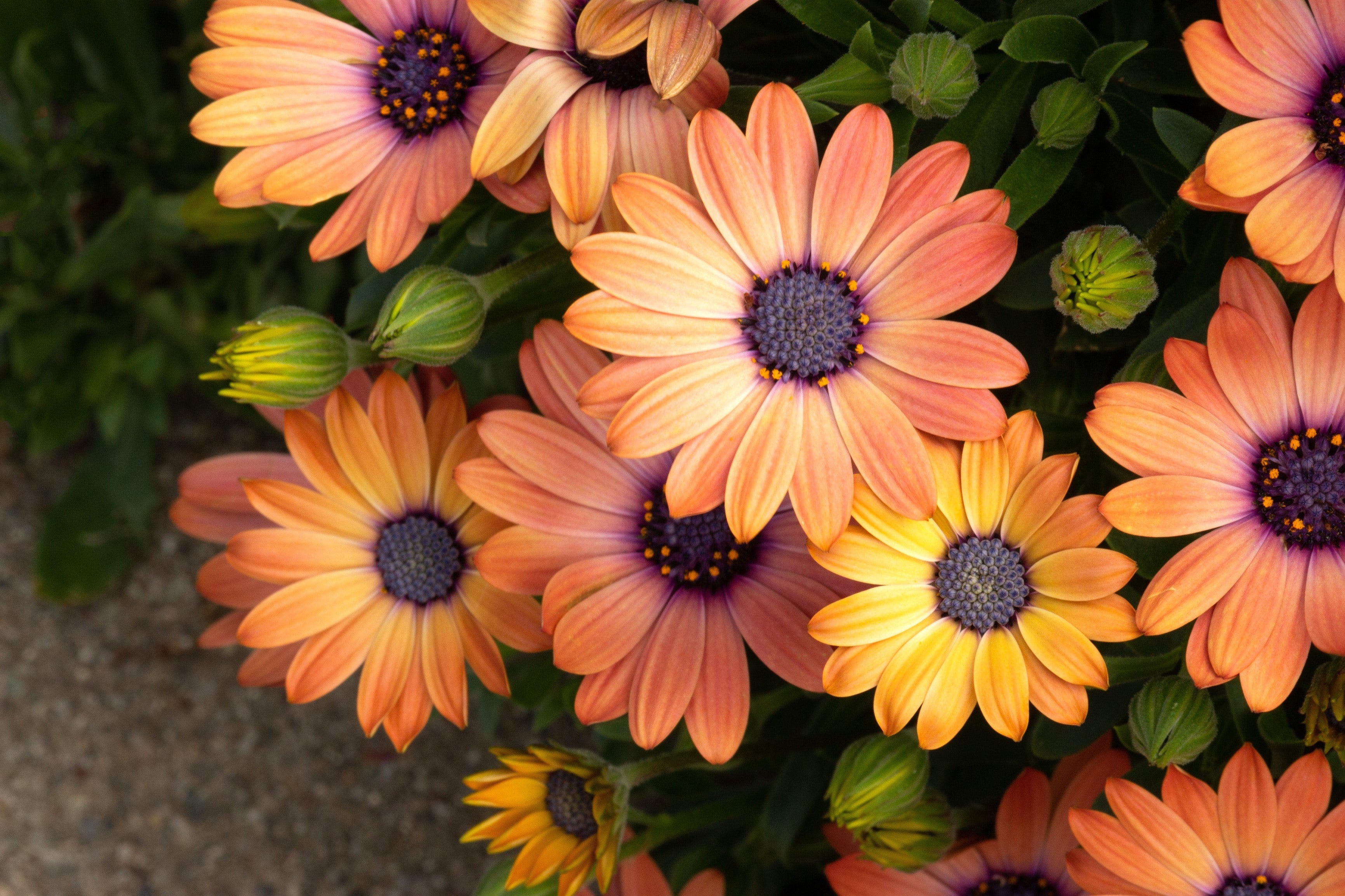 25 SALMON AFRICAN DAISY Dimorphotheca Sinuata Apricot Flower Seeds