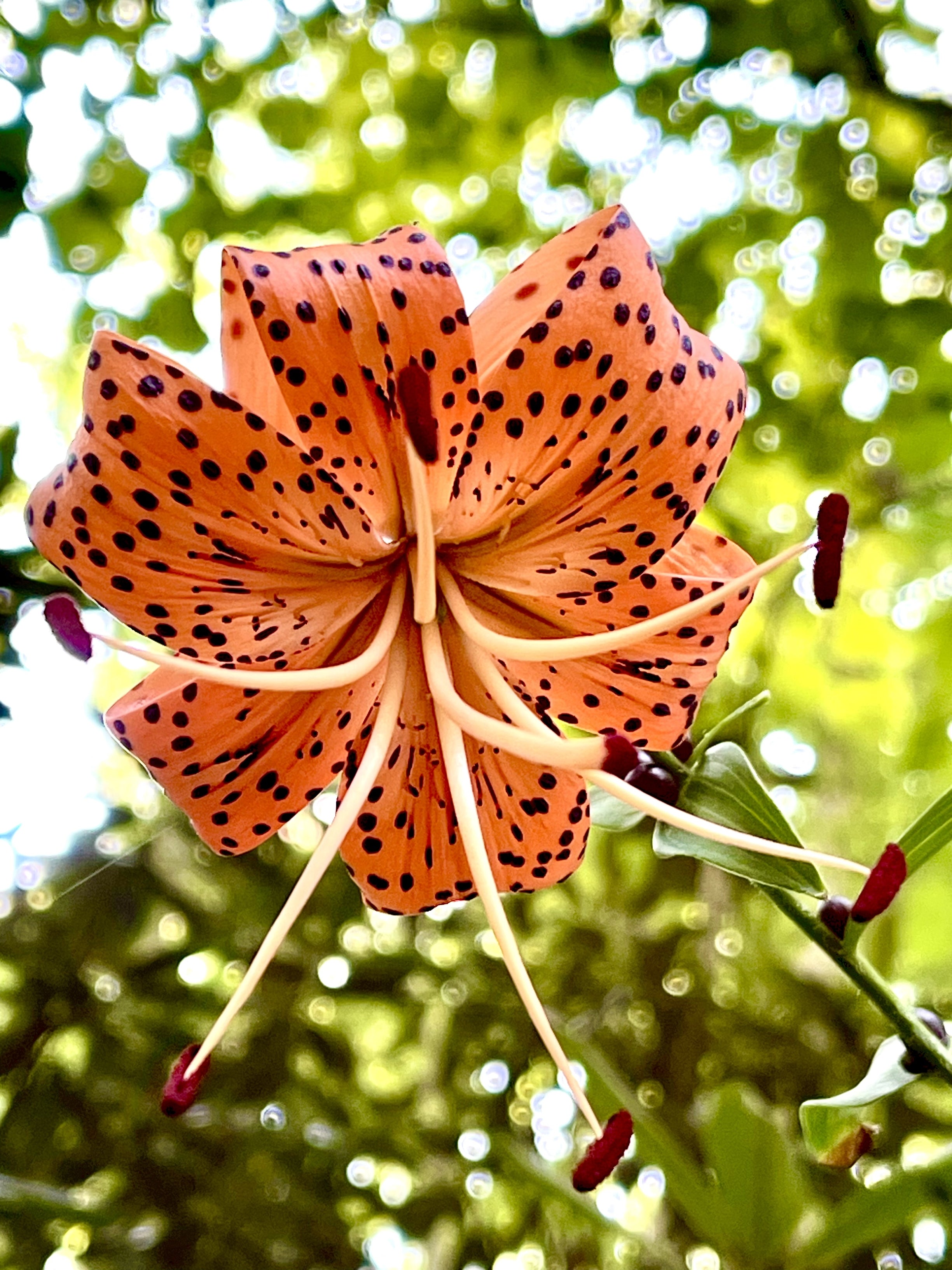 20 Orange TURKS CAP Tiger LILY Lilium Superbum Heirloom Native Perennial Flower Seeds